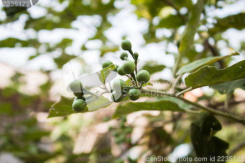 Image of Green mini eggplant branch on green background