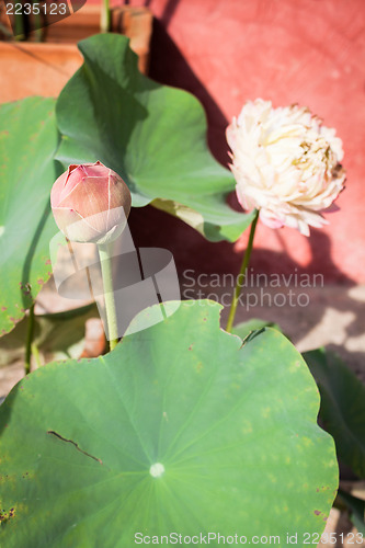 Image of Lotus bud and lotus flower with green leaf 