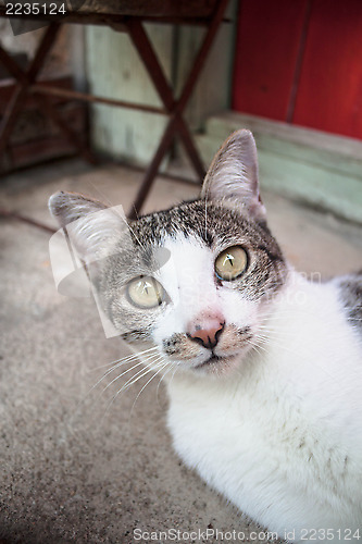 Image of Young siamese cat looking at the camera 