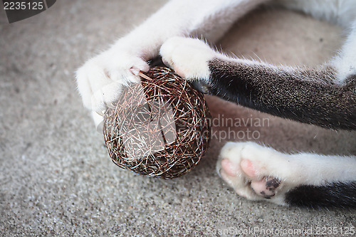 Image of Cat paw with claws out play toy