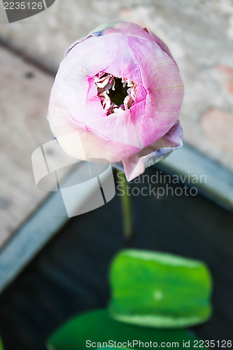 Image of Close up lotus flower with green leaf