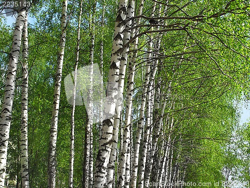 Image of Beautiful spring birch