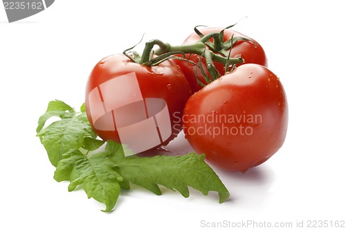 Image of tomatoes