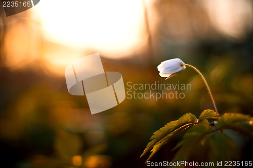 Image of Anemone nemorosa - single white flower