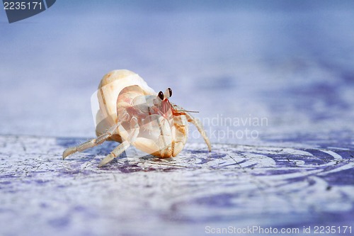 Image of hermit crab