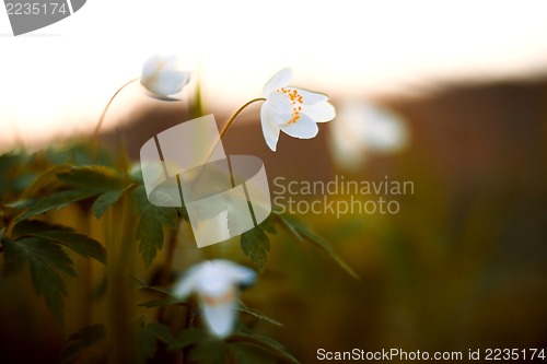 Image of Spring flower - Anemone sylvestris