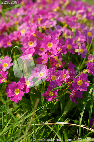 Image of Primroses