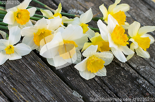 Image of Daffodils