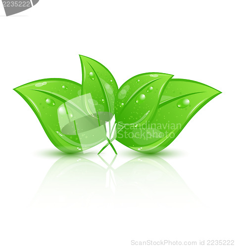 Image of Green eco leaves isolated on white background