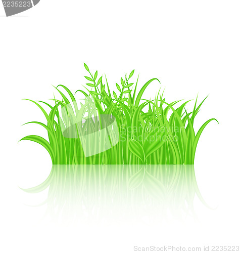 Image of Green grass with reflection isolated on white background
