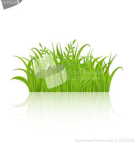 Image of Green grass with reflection isolated on white background