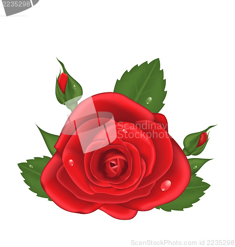 Image of Close-up red rose isolated on white background