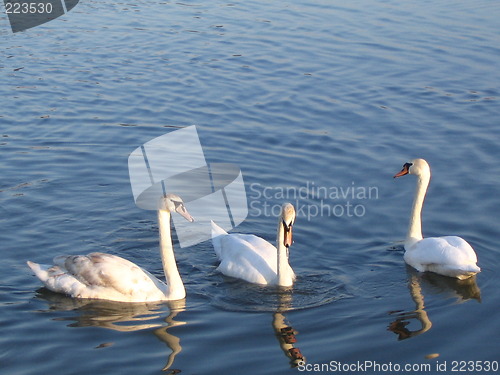 Image of Swans