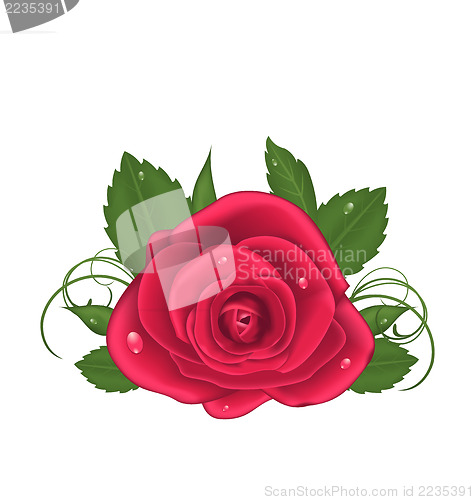 Image of Close-up beautiful rose isolated on white background