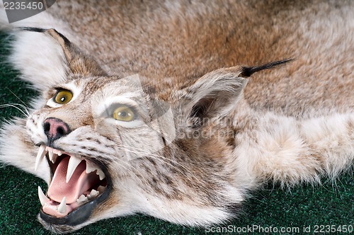 Image of Stuffed lynx