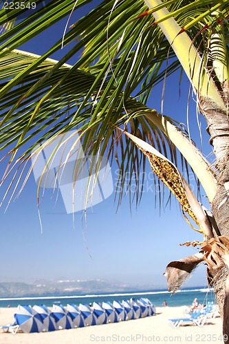 Image of Palm and Beach