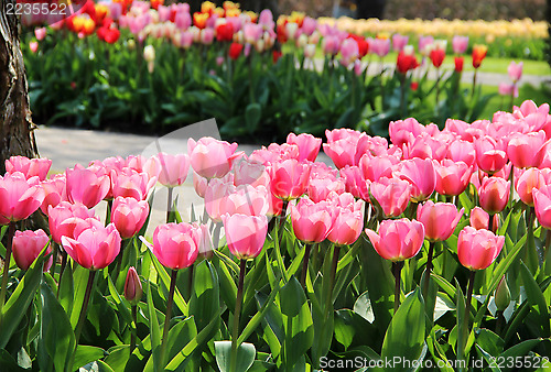 Image of Holland tulip fields