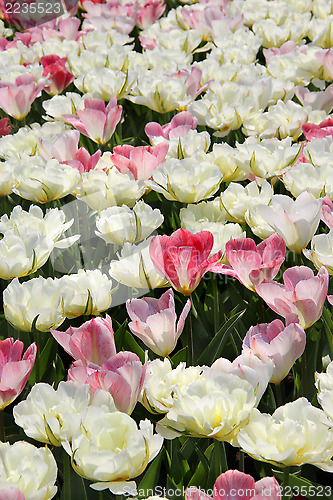 Image of Holland tulip fields