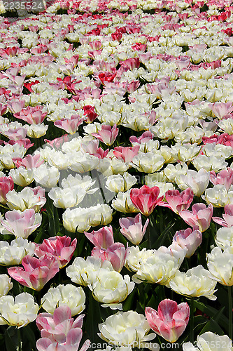 Image of Holland tulip fields