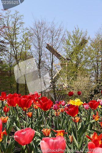 Image of Holland windmills and field of tulips