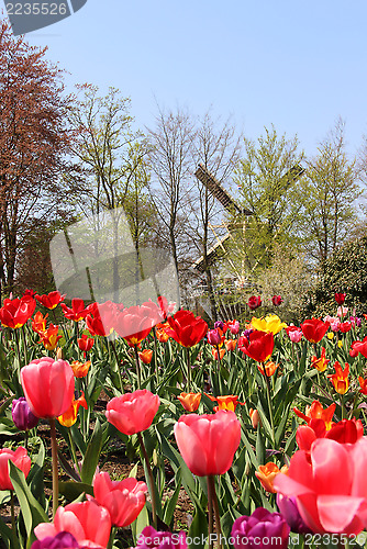 Image of Holland windmills and field of tulips