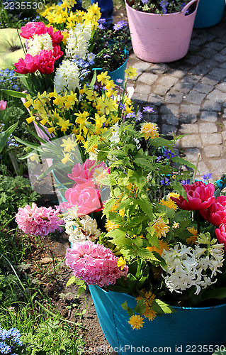 Image of Sunny terrace with a lot of flowers