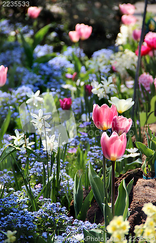 Image of Sunny terrace with a lot of flowers