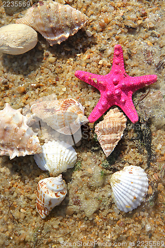 Image of Starfishes on the beach