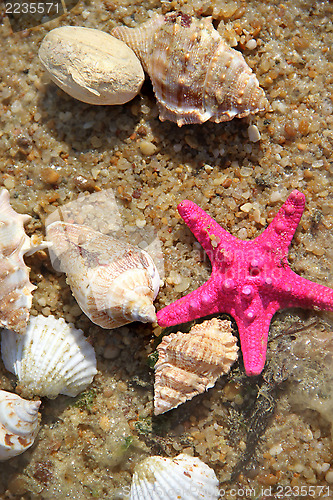 Image of Starfishes on the beach