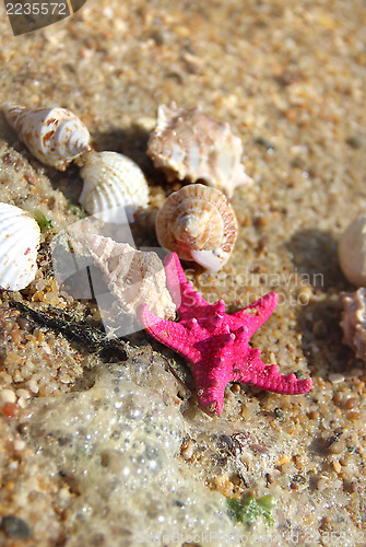 Image of Starfishes on the beach
