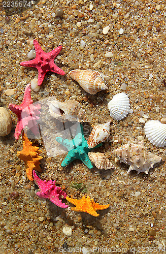 Image of Starfishes on the beach