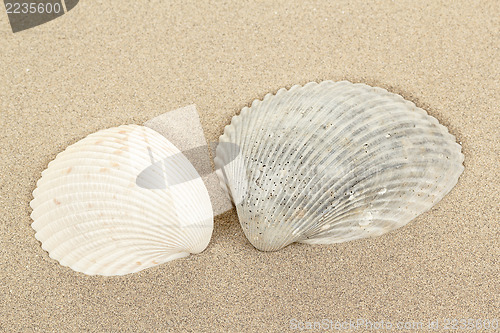 Image of two seashell in sand 