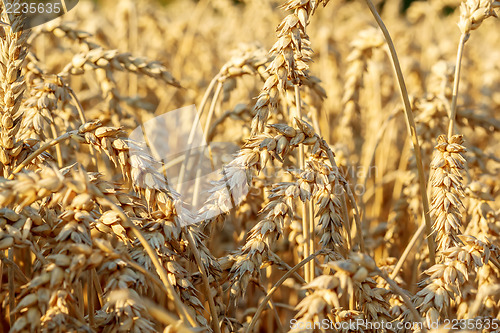 Image of detail of wheat field