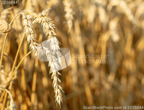 Image of detail of wheat field