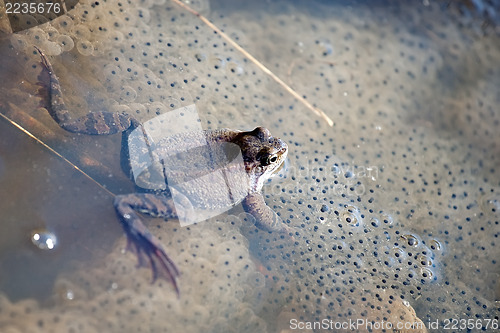 Image of frog with frogspawn
