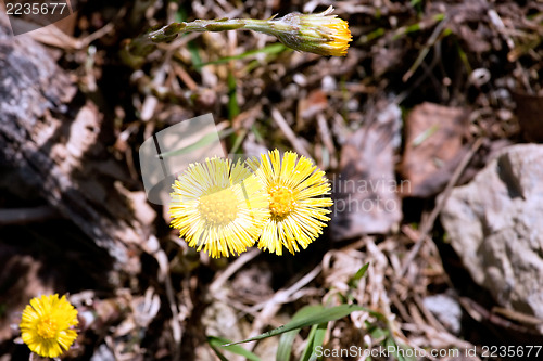 Image of two spring coltsfoot flower