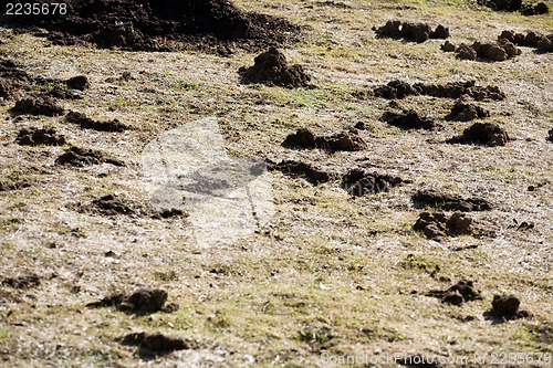 Image of mole's burrow ground heaps