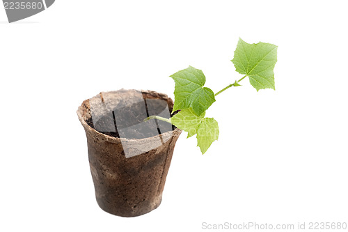 Image of cucumber seedlings