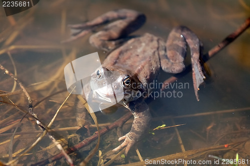 Image of frog