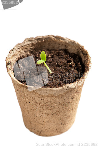 Image of first leaves of cucumber seedlings