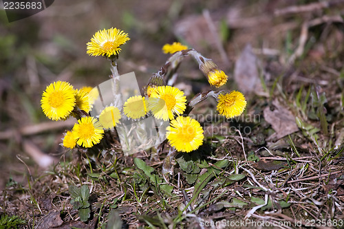 Image of spring coltsfoot flowers