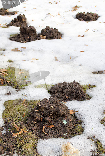 Image of mole molehill between snow lawn grass spring 