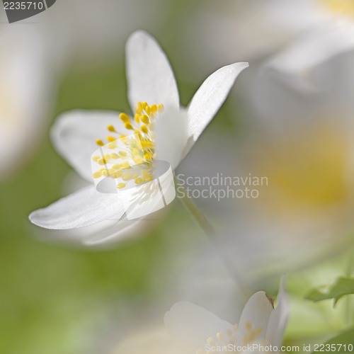 Image of Anemone Nemorosa