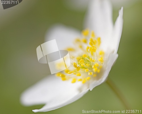 Image of Anemone Nemorosa