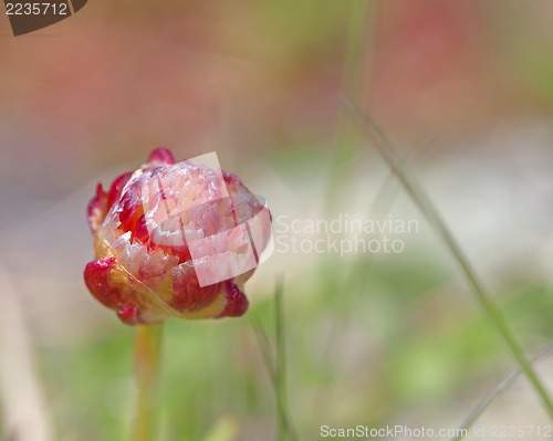 Image of Thrift flower