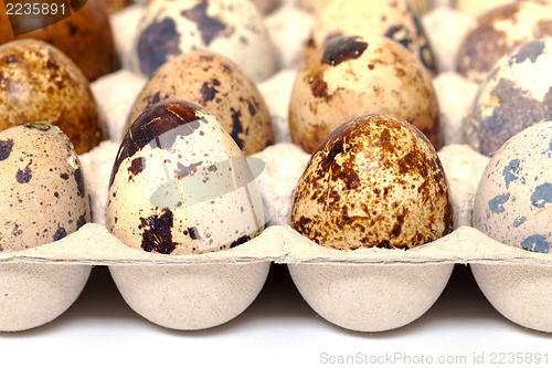 Image of Speckled quail eggs in a carton box