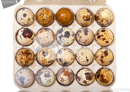 Image of Speckled quail eggs in a carton box