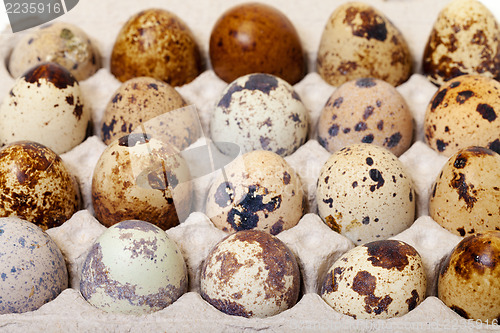 Image of Speckled quail eggs in a carton box