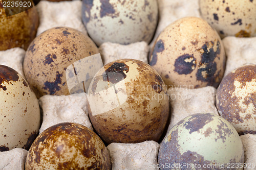 Image of Speckled quail eggs in a carton box