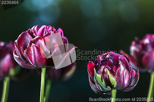 Image of Black tulip